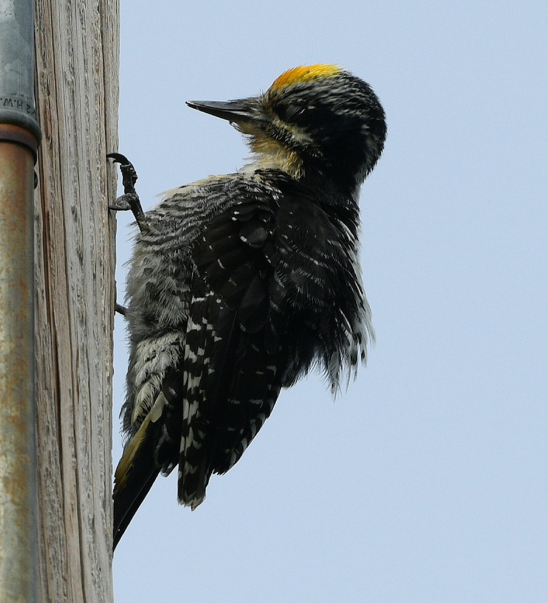 American Three-toed Woodpecker - ML620248165