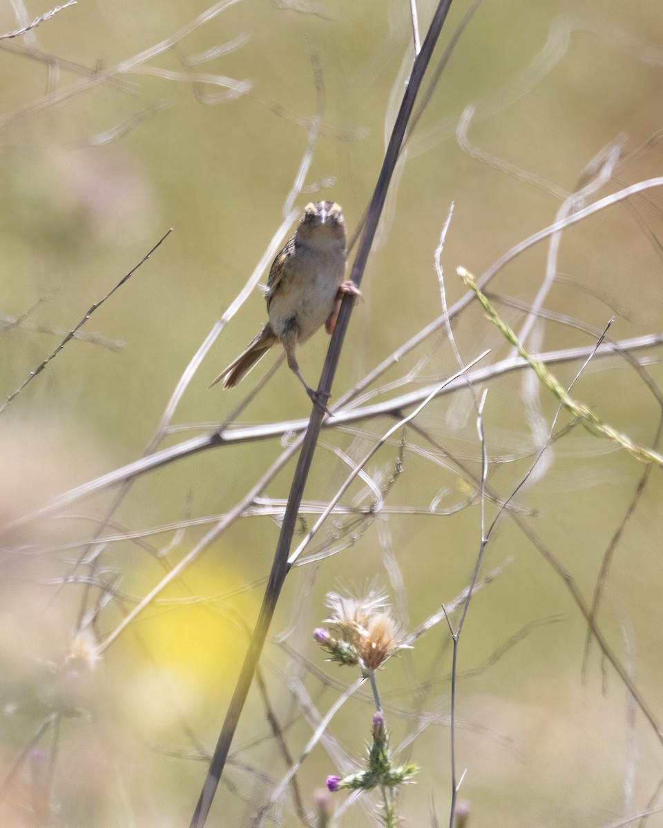 Grasshopper Sparrow - Gaurav Manglik