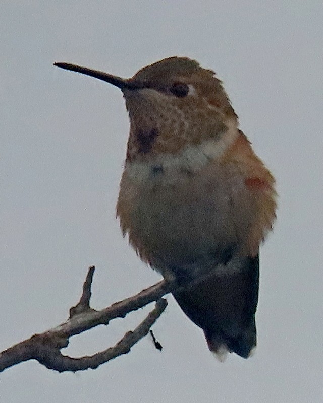 Allen's Hummingbird - ML620248170