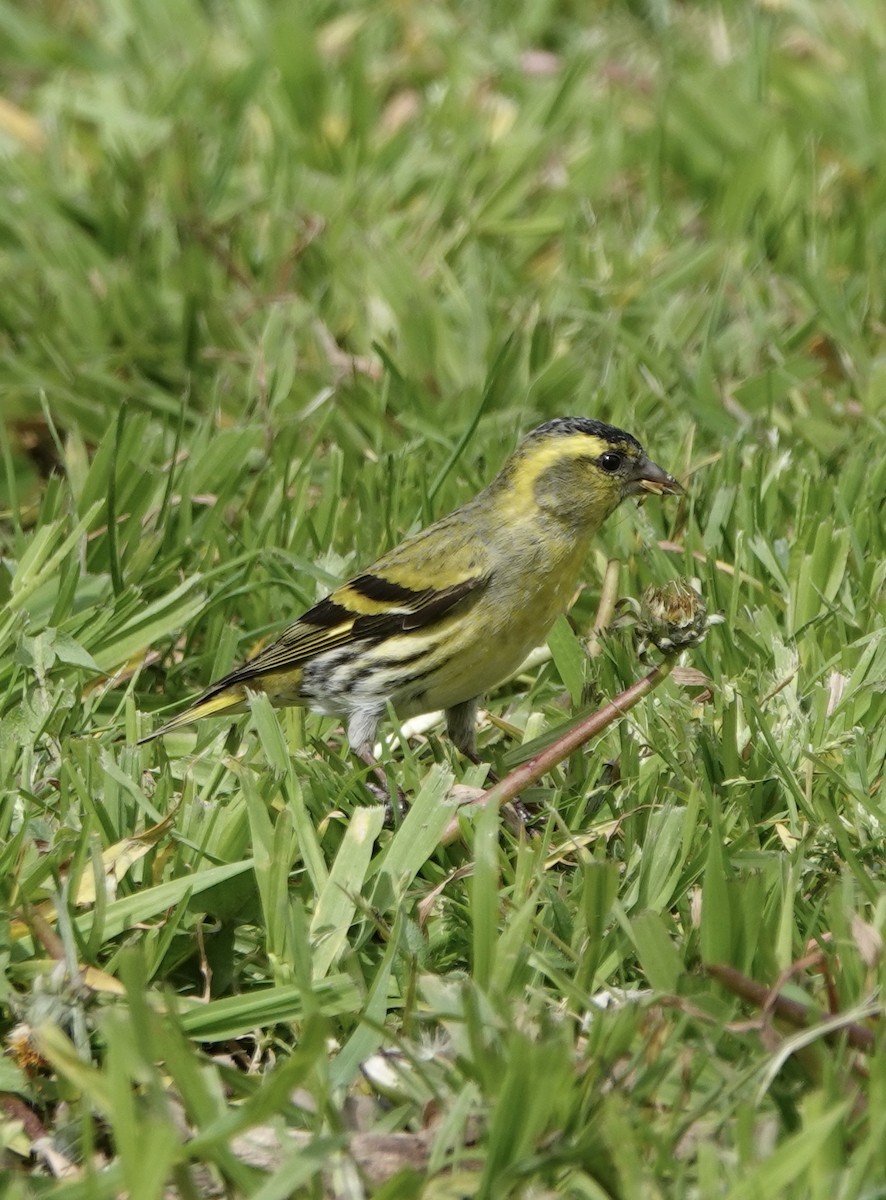 Eurasian Siskin - ML620248190