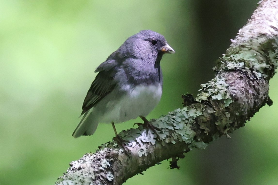 Dark-eyed Junco - ML620248200