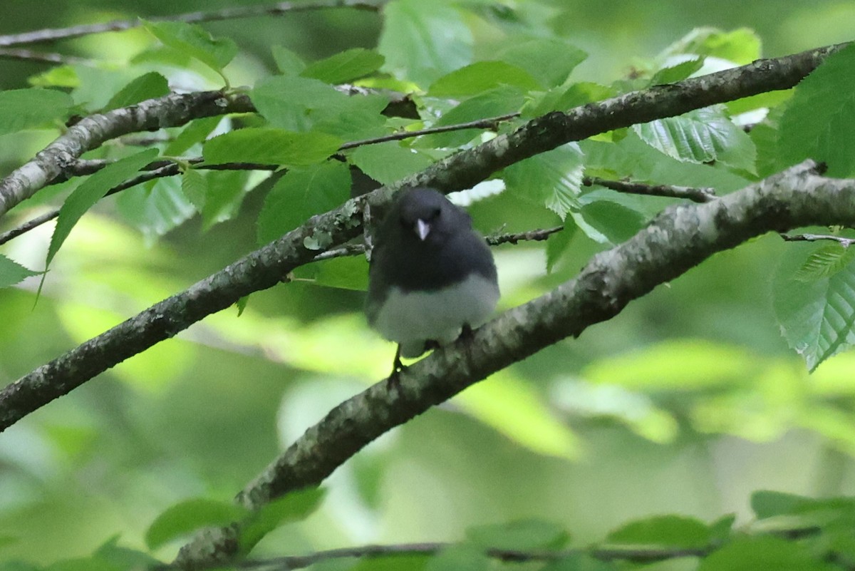 Dark-eyed Junco - ML620248201