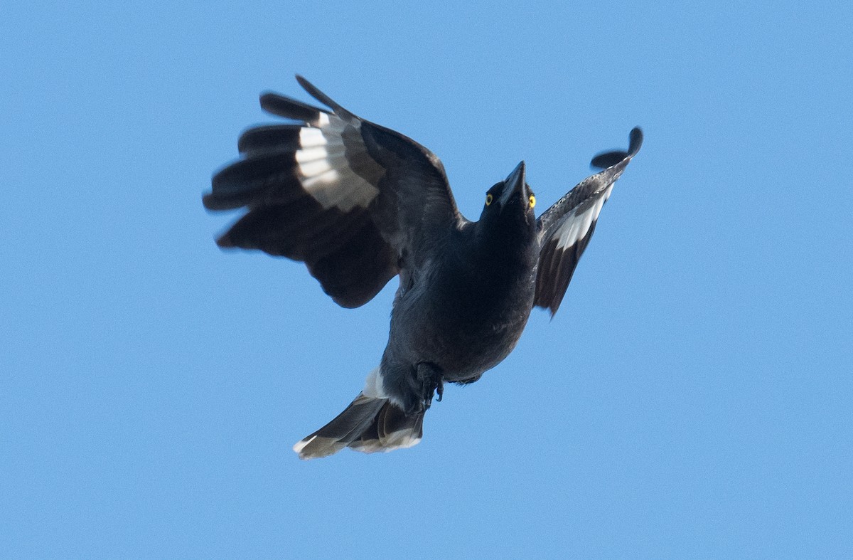 Pied Currawong - ML620248212