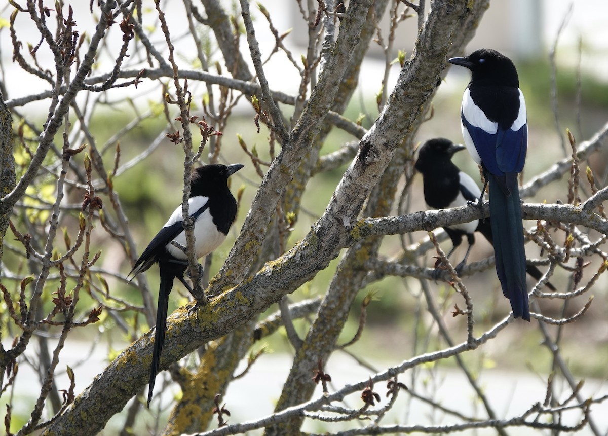 Eurasian Magpie - ML620248220