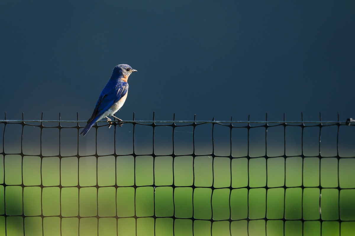 Eastern Bluebird - ML620248226