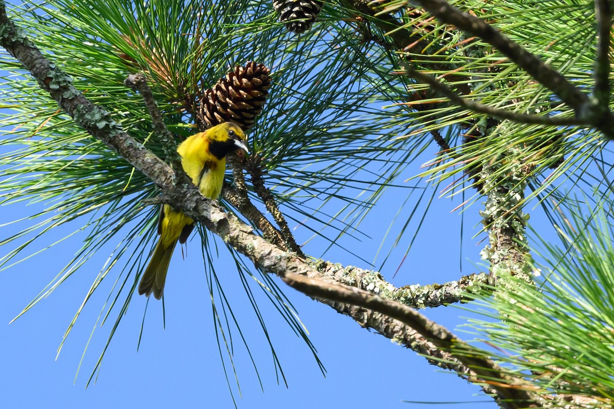 Orchard Oriole - ML620248237