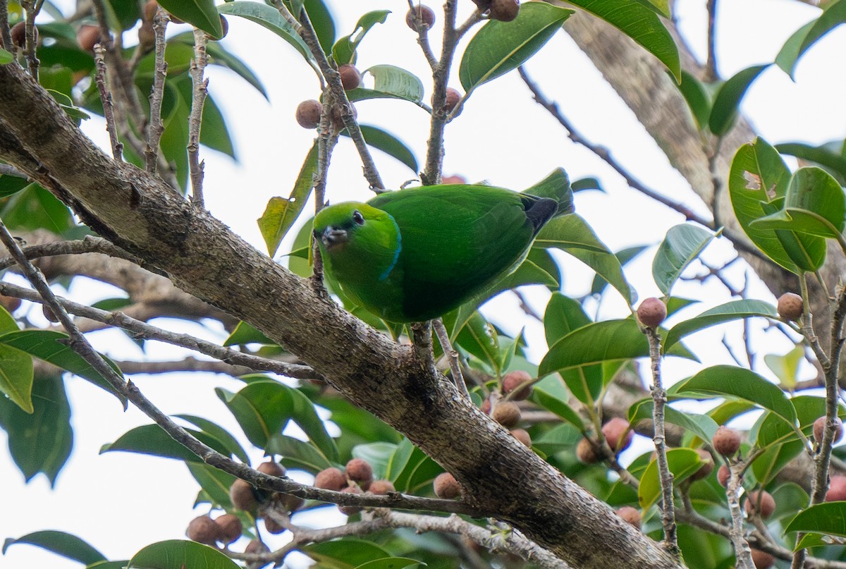 Golden-browed Chlorophonia - ML620248243