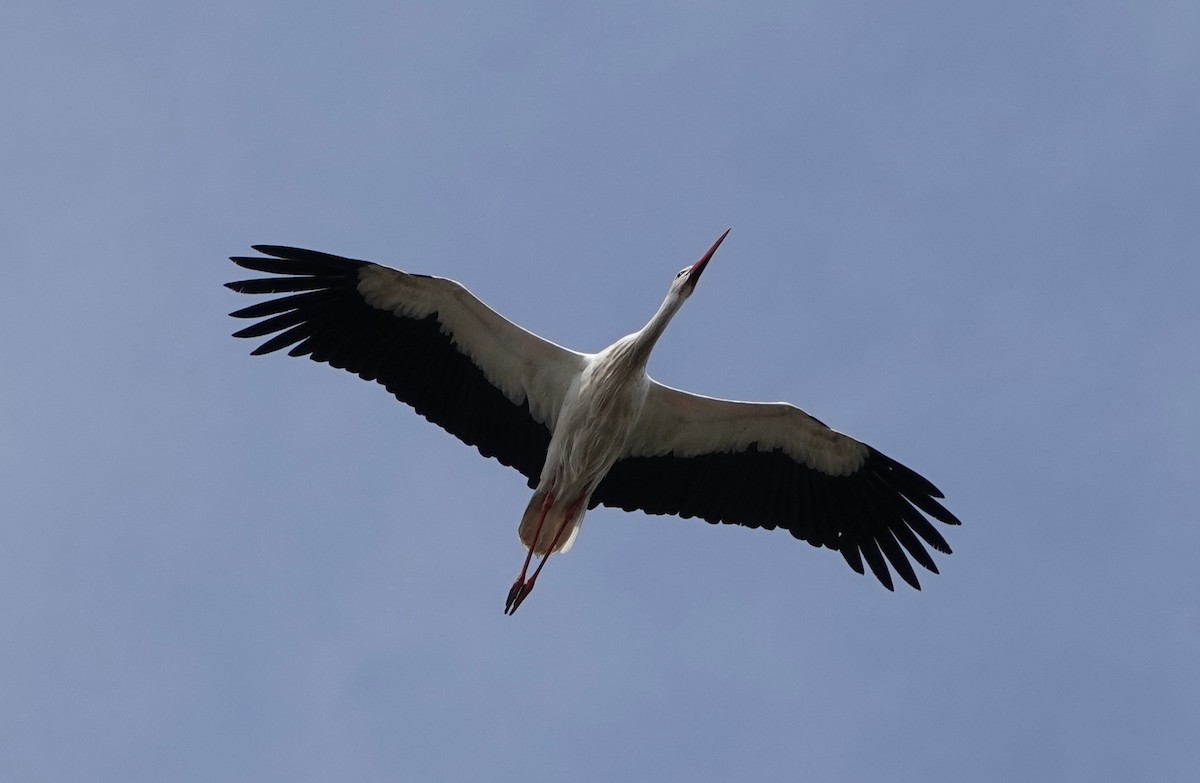 White Stork - ML620248248