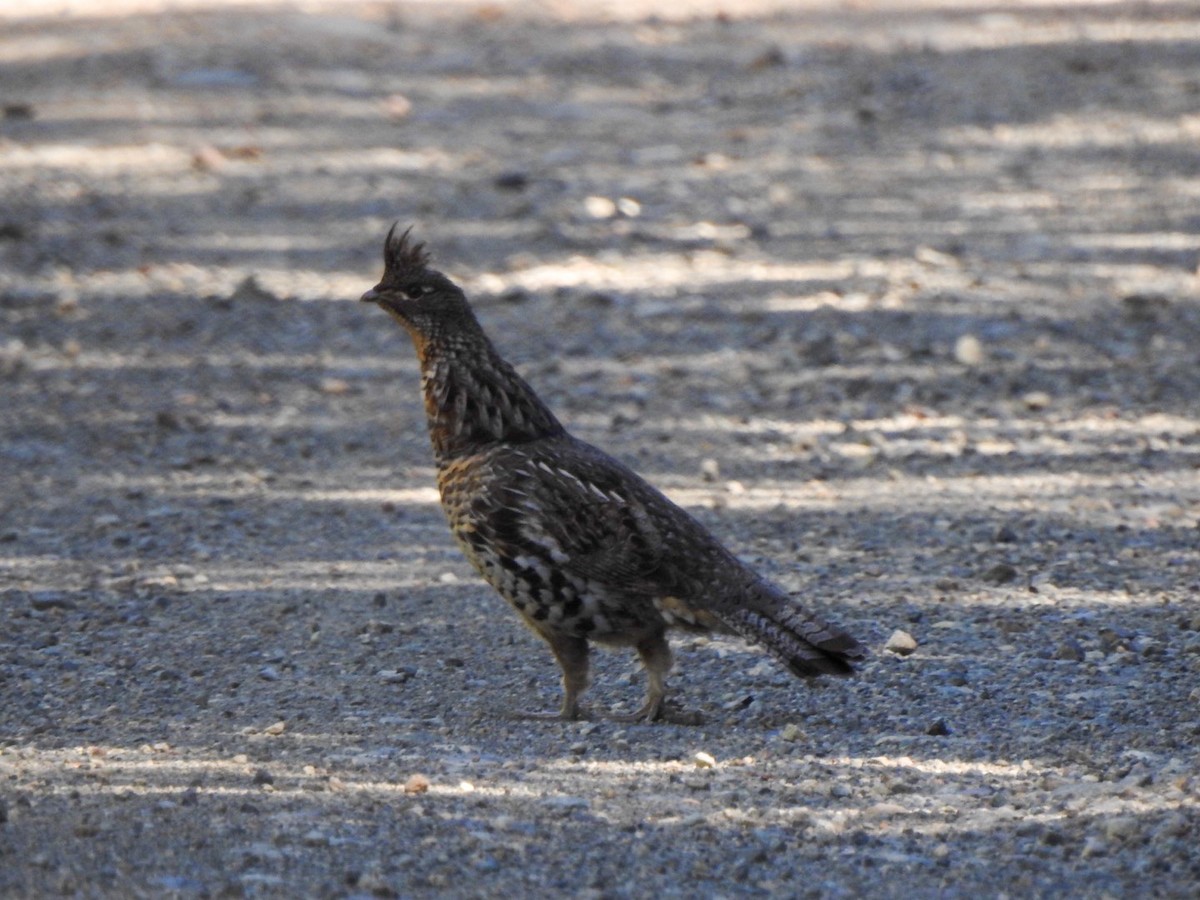 Ruffed Grouse - ML620248249