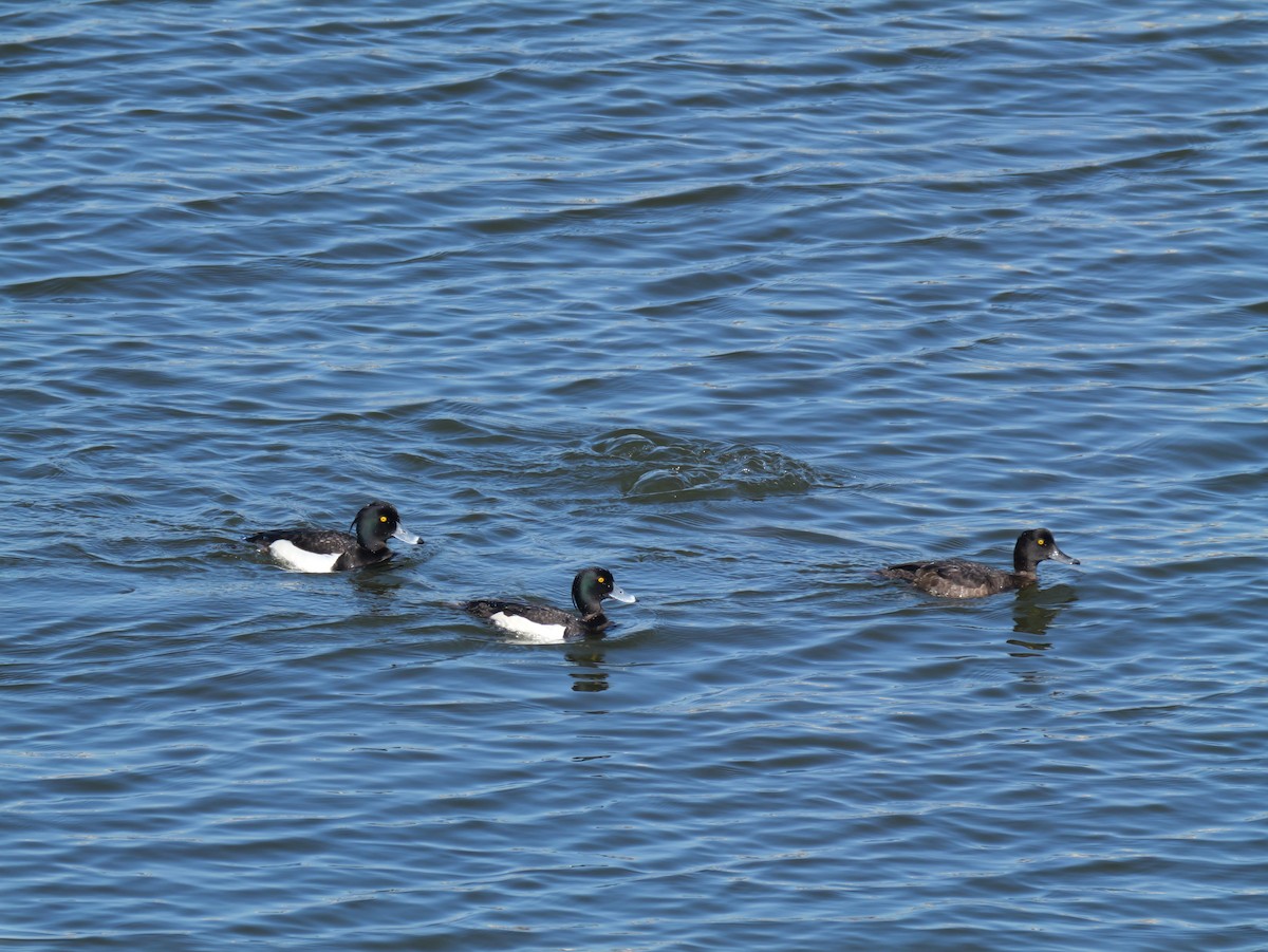 Tufted Duck - ML620248252
