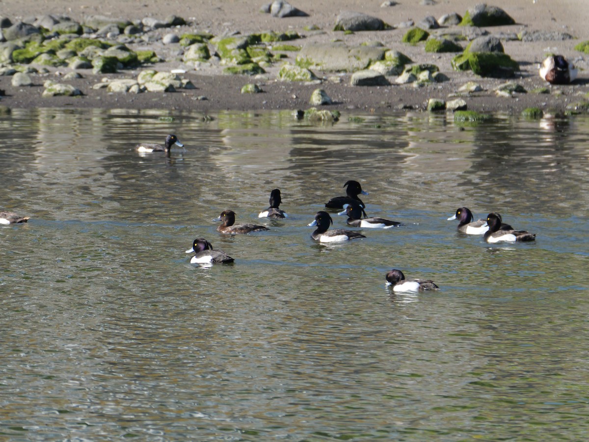 Tufted Duck - ML620248253