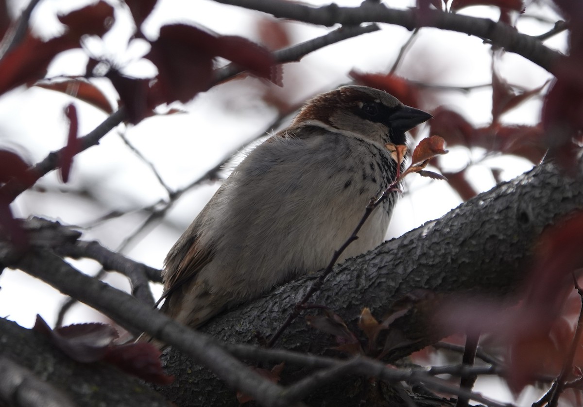 Moineau domestique - ML620248254