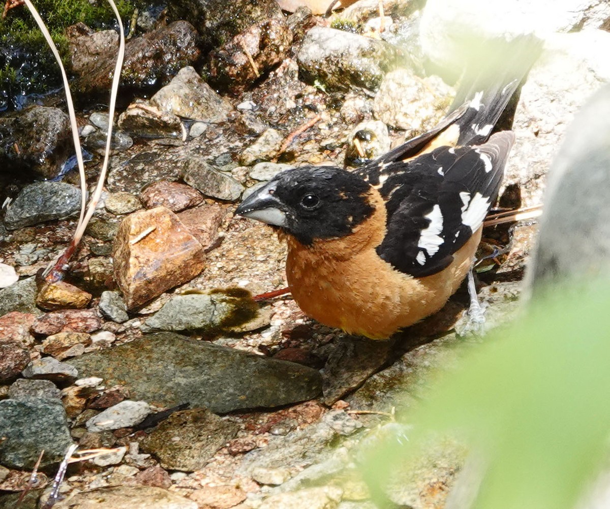 Cardinal à tête noire - ML620248257