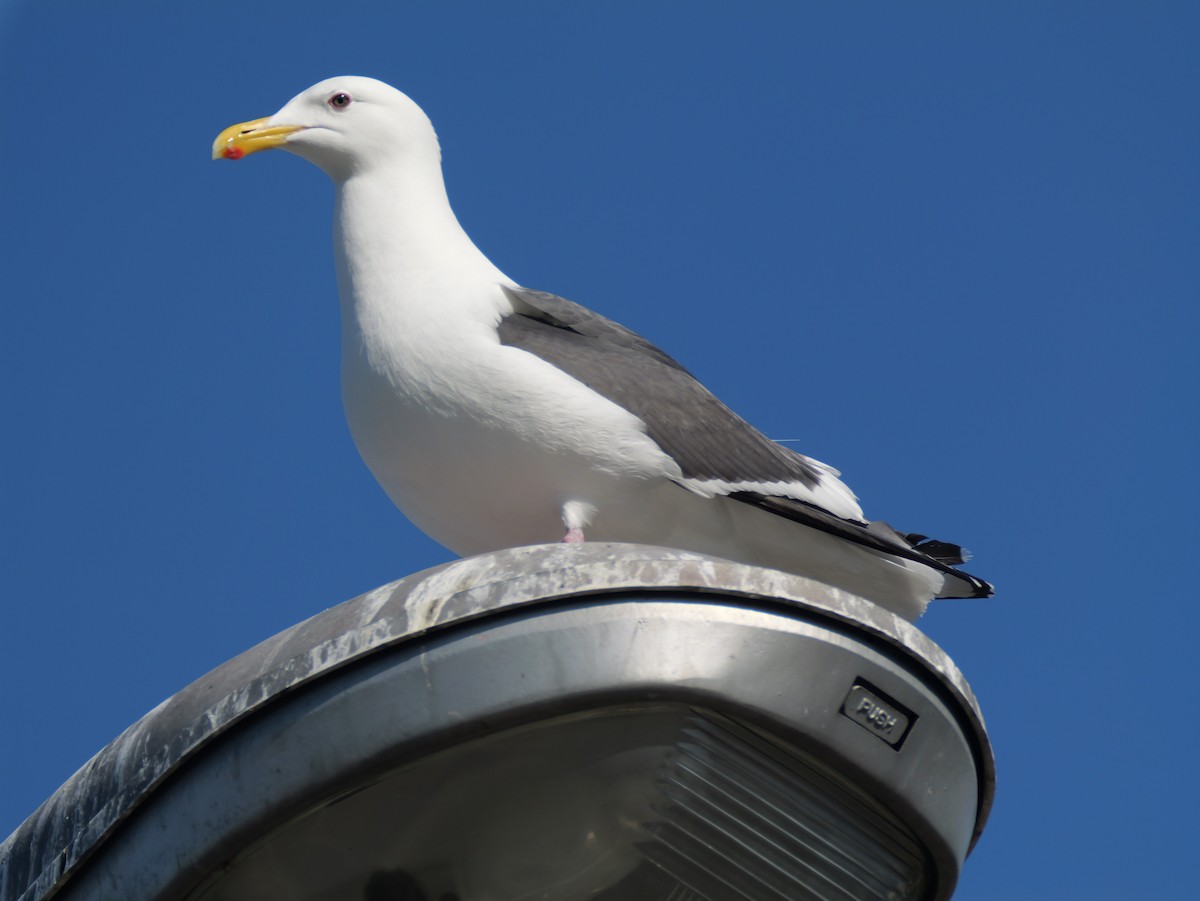 Gaviota de Kamchatka - ML620248260