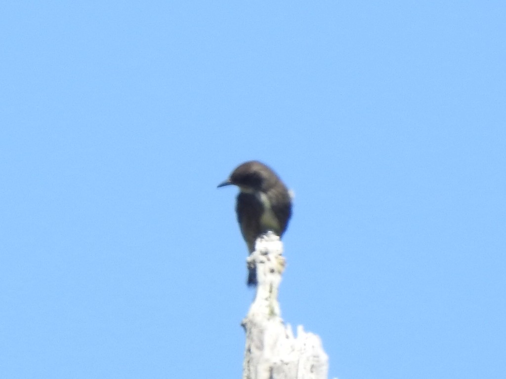 Olive-sided Flycatcher - ML620248271