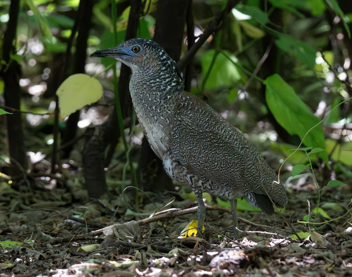 Malayan Night Heron - ML620248282