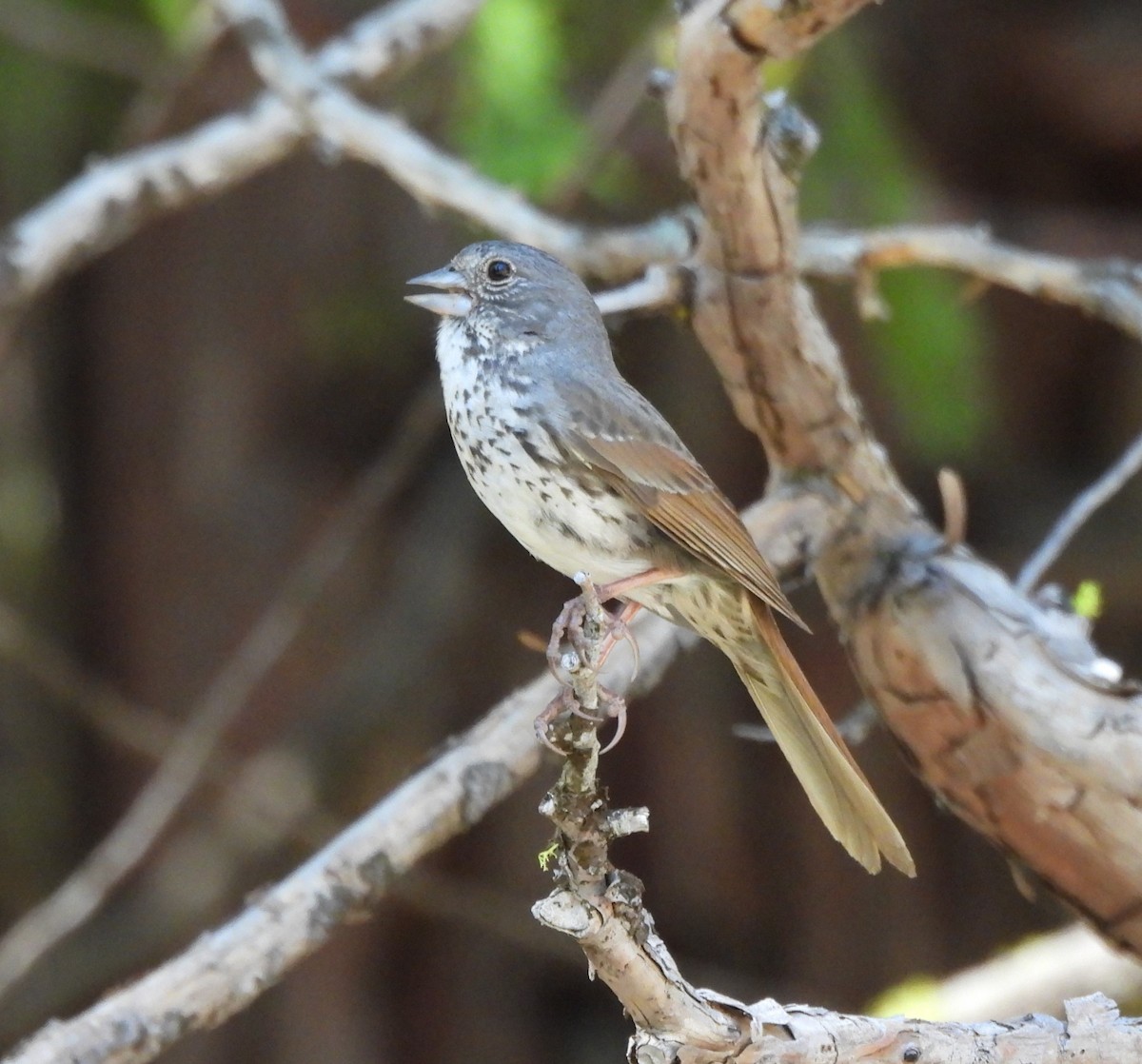 Fox Sparrow - ML620248286