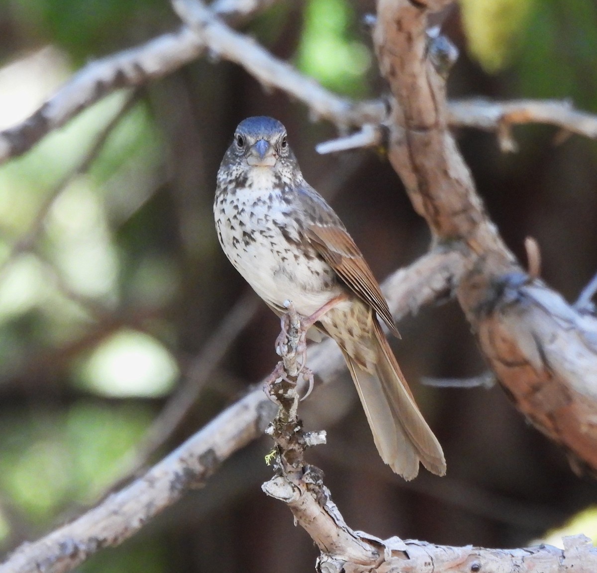 Fox Sparrow - ML620248287