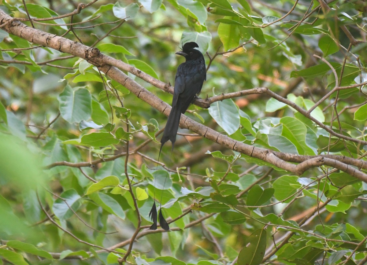 Greater Racket-tailed Drongo - ML620248291