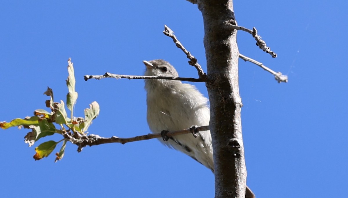 Vireo de Bell - ML620248300