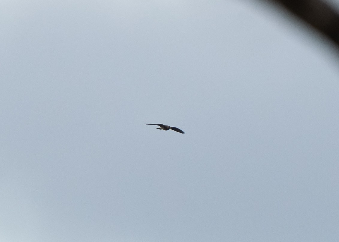 Hook-billed Kite - ML620248304