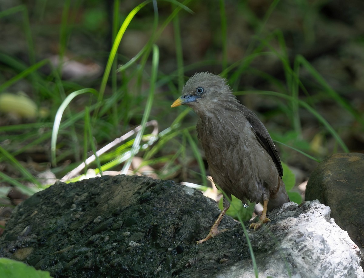 Chestnut-tailed Starling - ML620248306