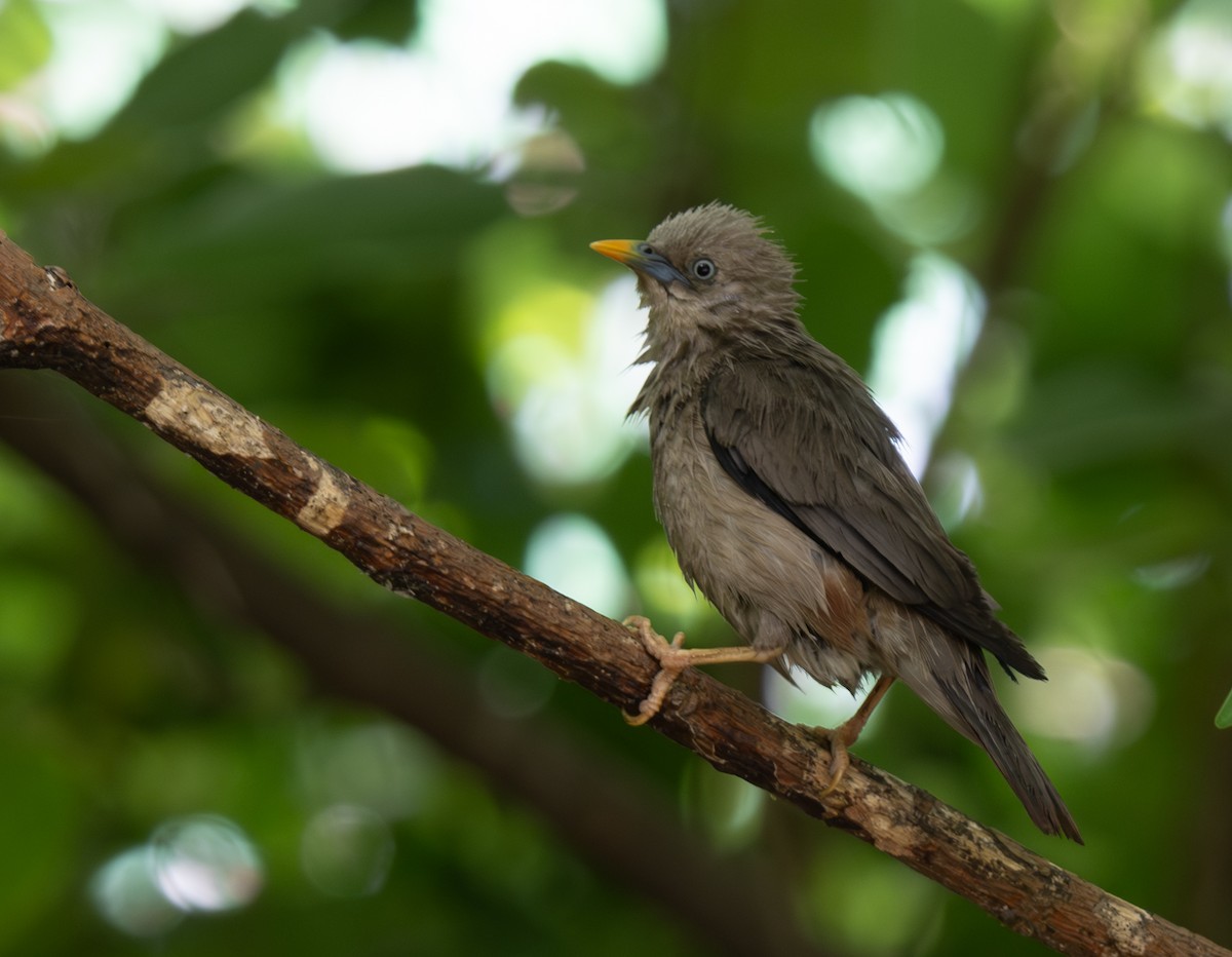 Chestnut-tailed Starling - jimmy Yao
