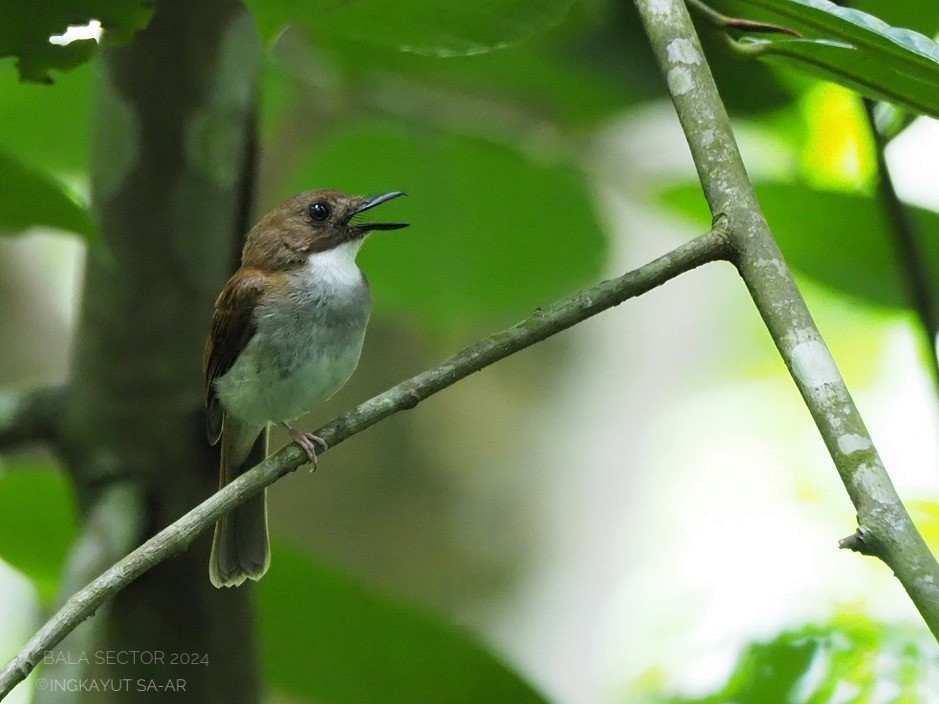 Gray-chested Jungle Flycatcher - ML620248309
