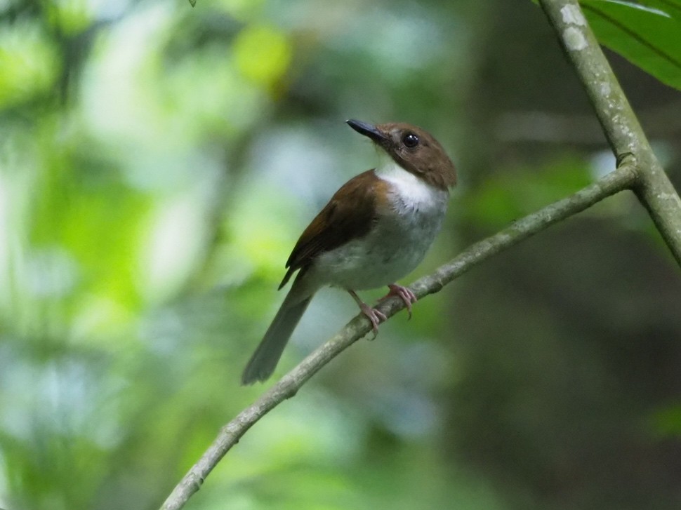 Gray-chested Jungle Flycatcher - ML620248310