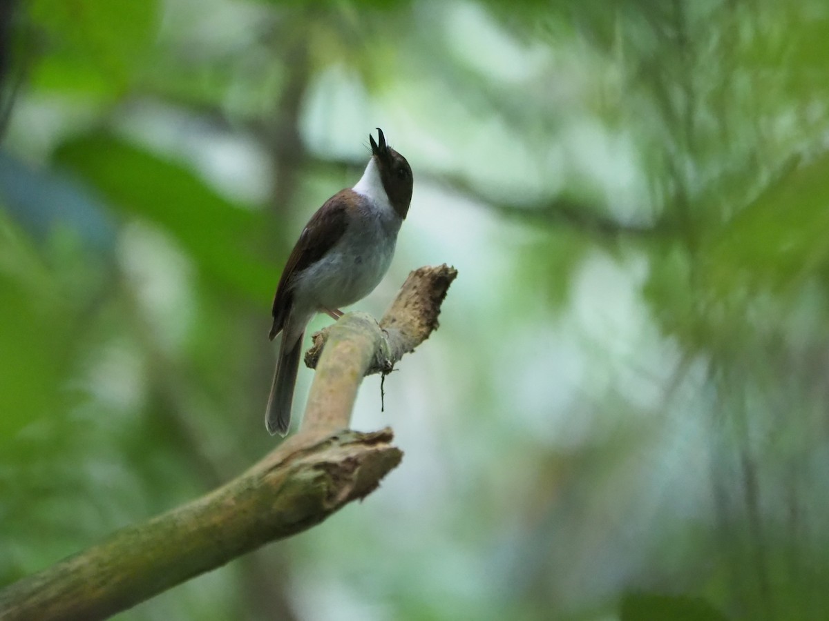 Gray-chested Jungle Flycatcher - ML620248311