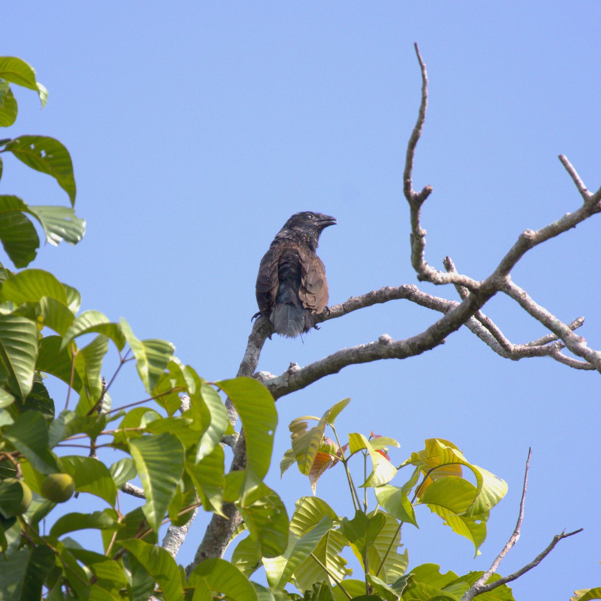 Greater Coucal - ML620248312