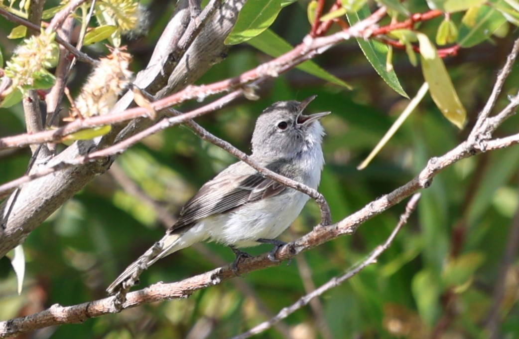 Bell's Vireo - ML620248314