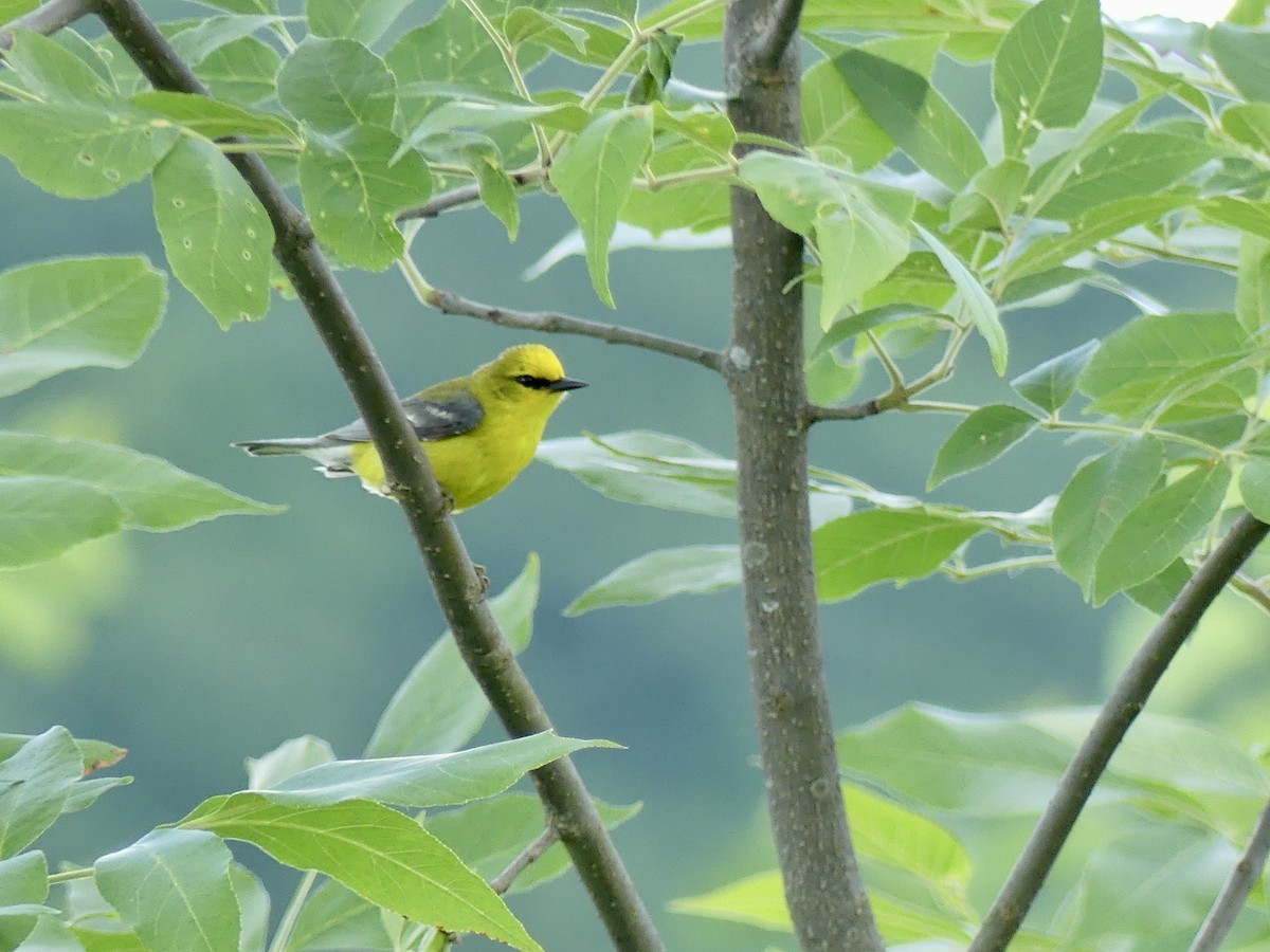 Blauflügel-Waldsänger - ML620248317