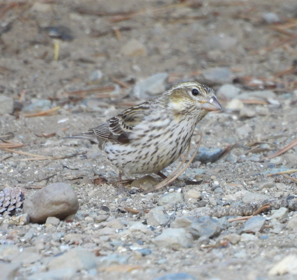 Cassin's Finch - ML620248325