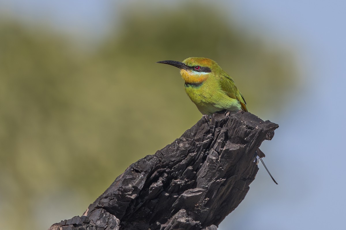 Rainbow Bee-eater - ML620248329