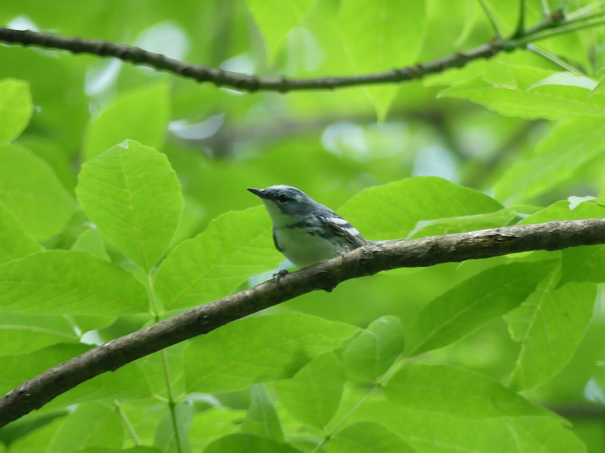 Cerulean Warbler - ML620248332