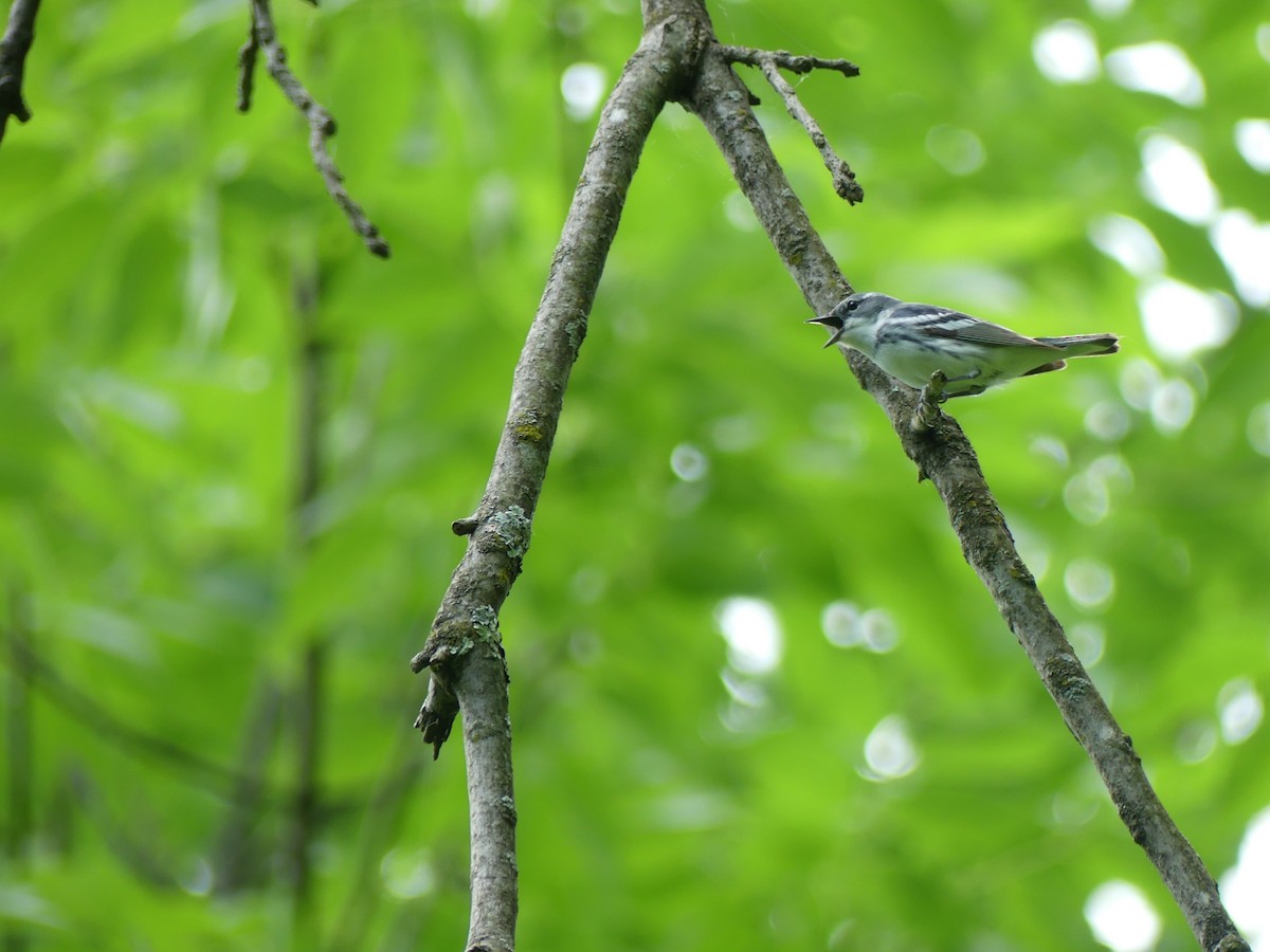 Blauwaldsänger - ML620248333