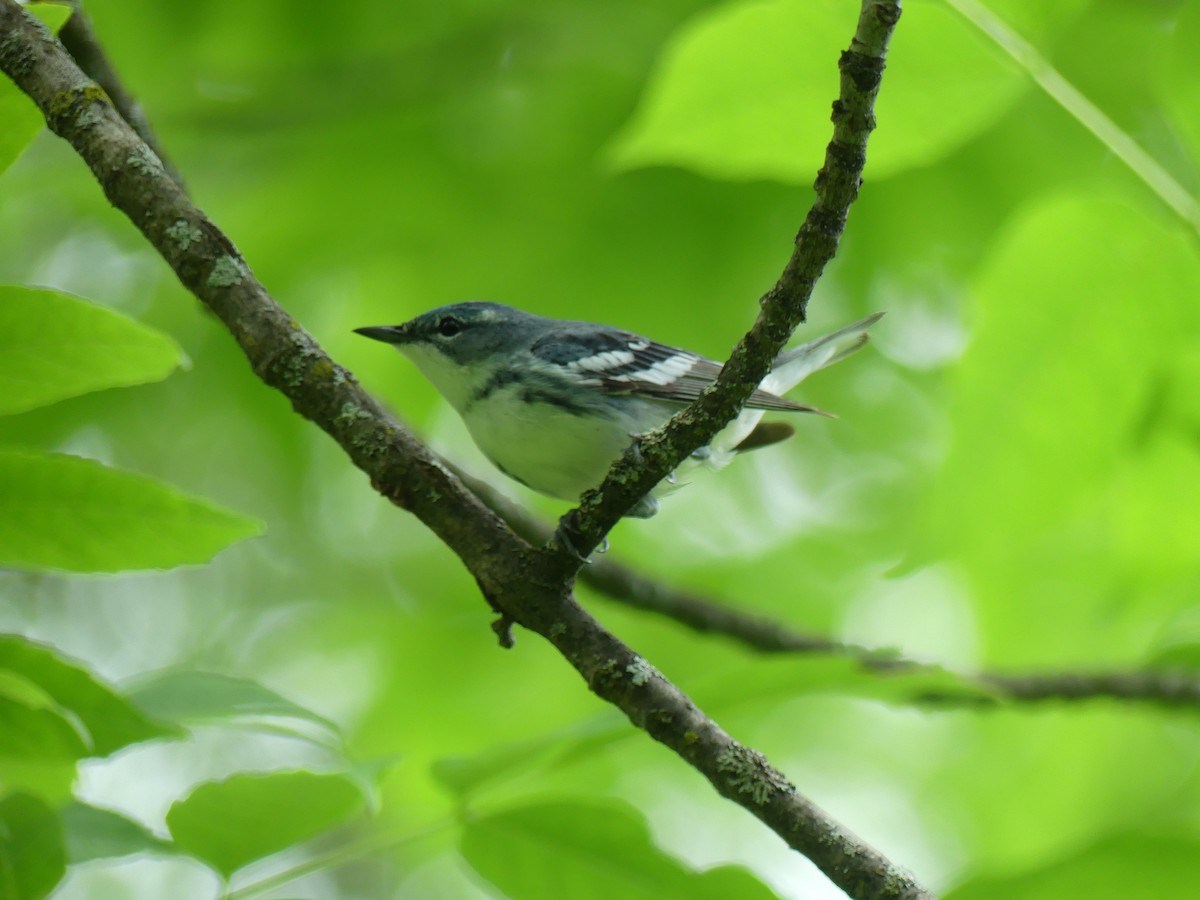 Blauwaldsänger - ML620248334