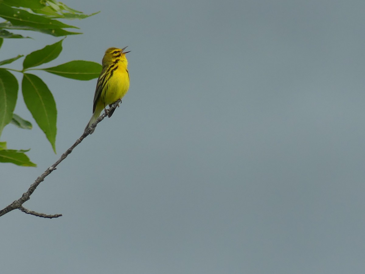 Prairie Warbler - ML620248338