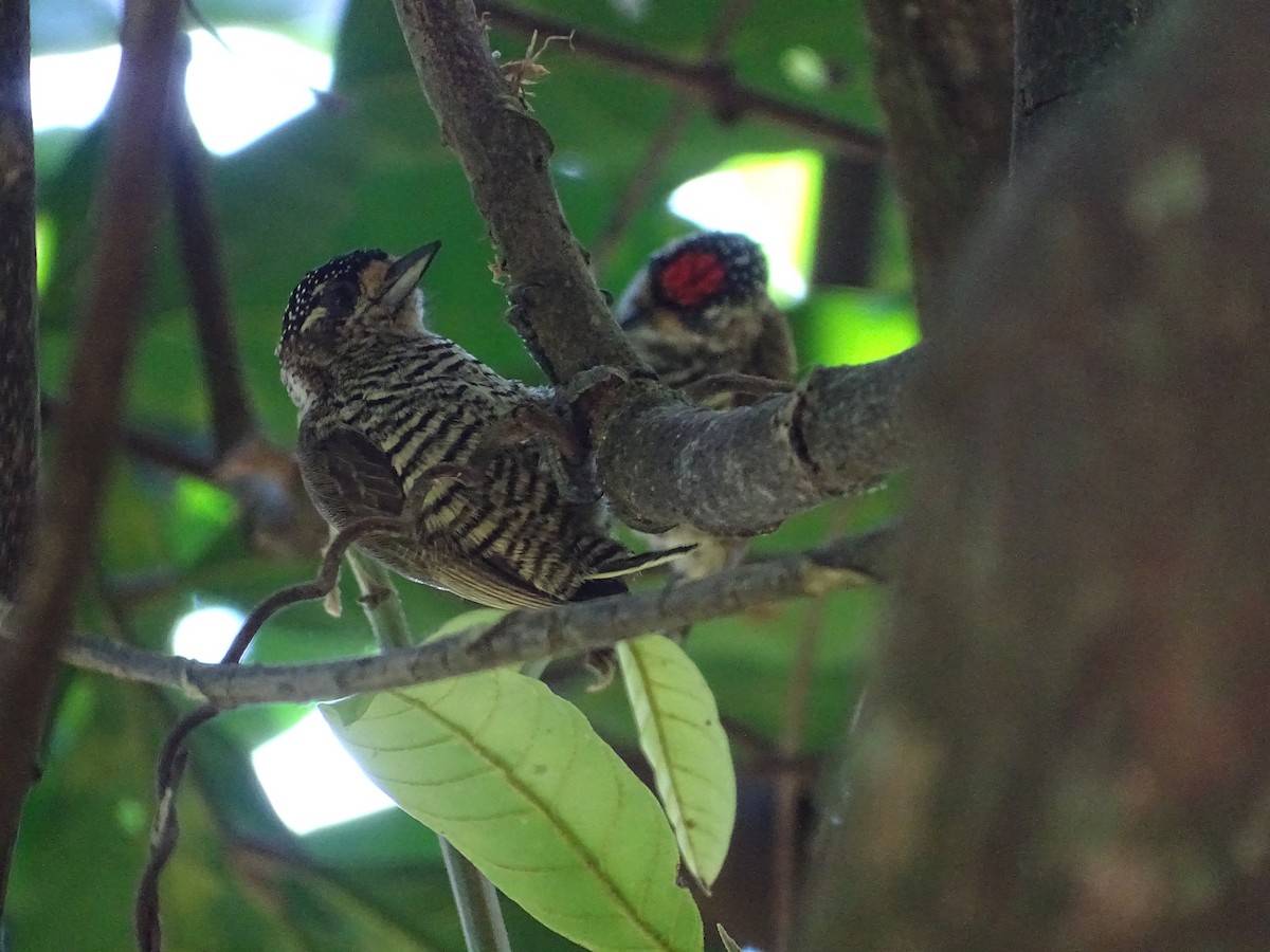 White-barred Piculet - ML620248340