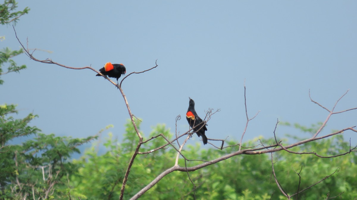 Red-winged Blackbird - ML620248345
