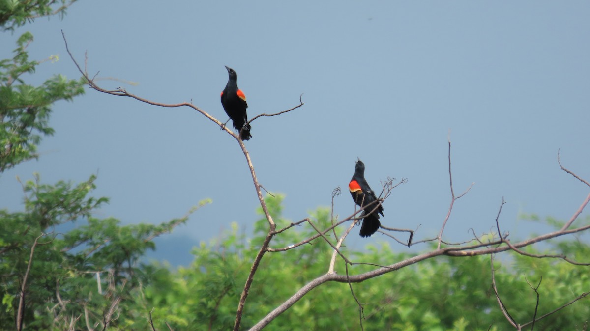 Red-winged Blackbird - ML620248346
