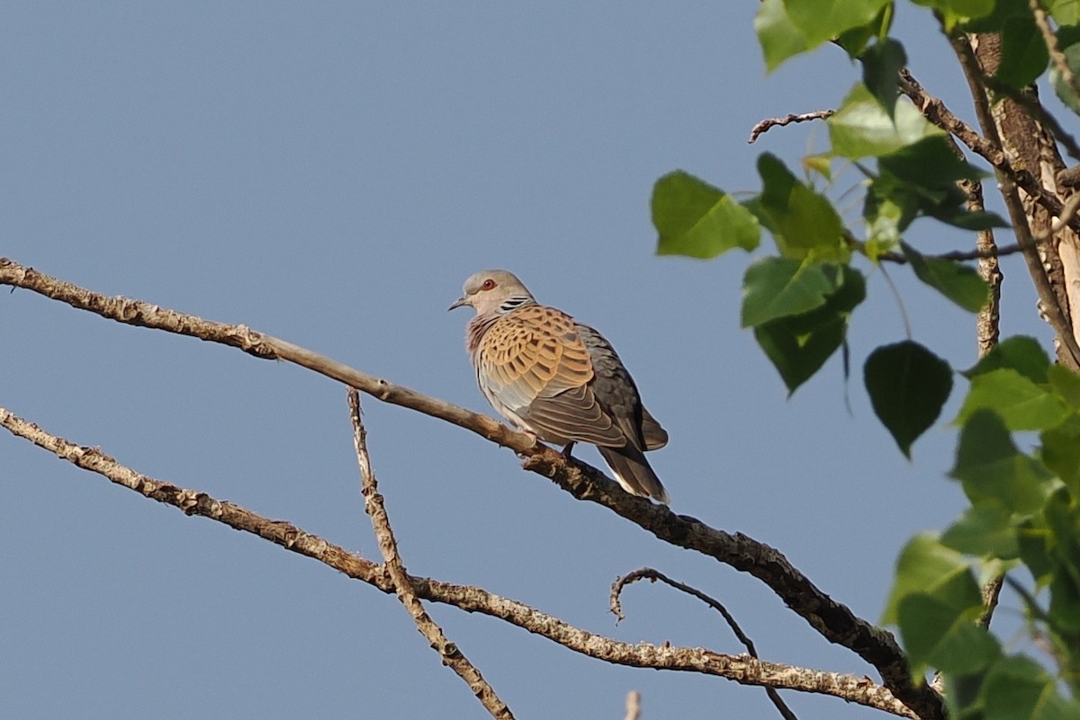 European Turtle-Dove - ML620248351