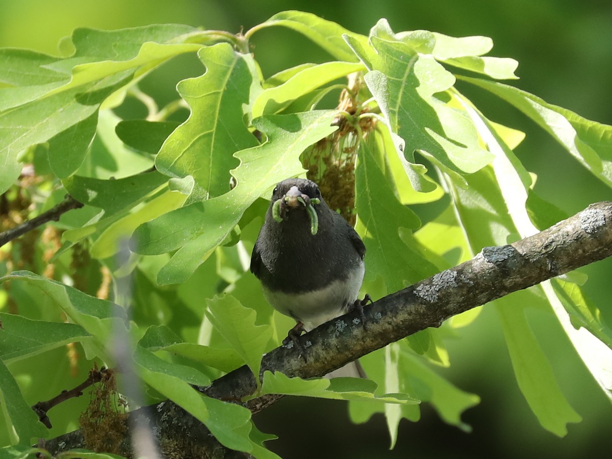 Dark-eyed Junco - ML620248360