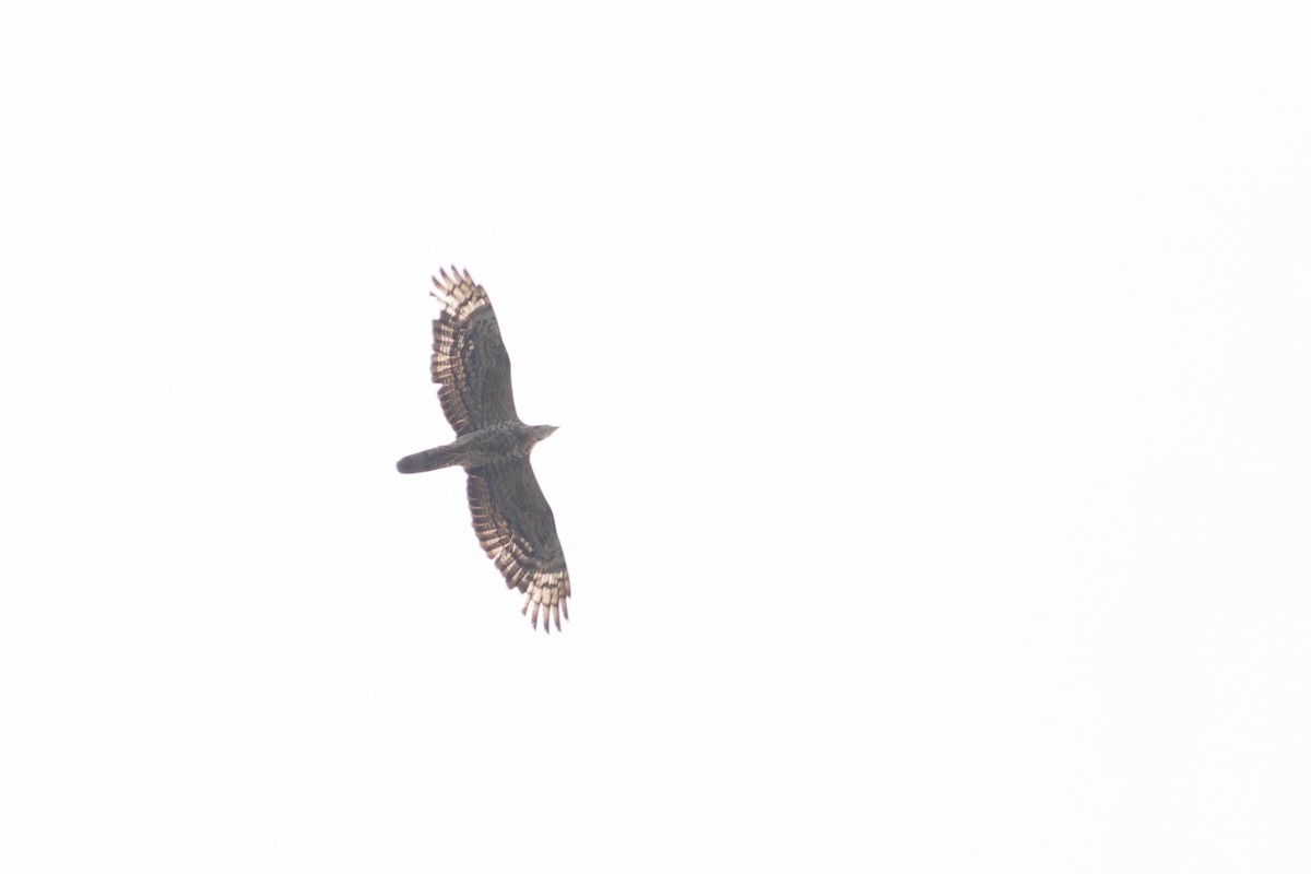 Oriental Honey-buzzard - ML620248361