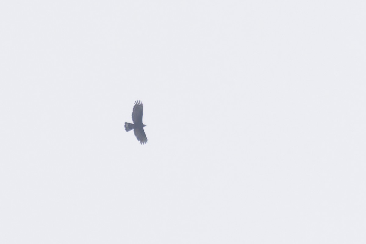 Oriental Honey-buzzard - ML620248364