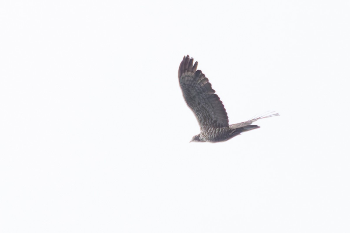 Oriental Honey-buzzard - Bart Hoekstra