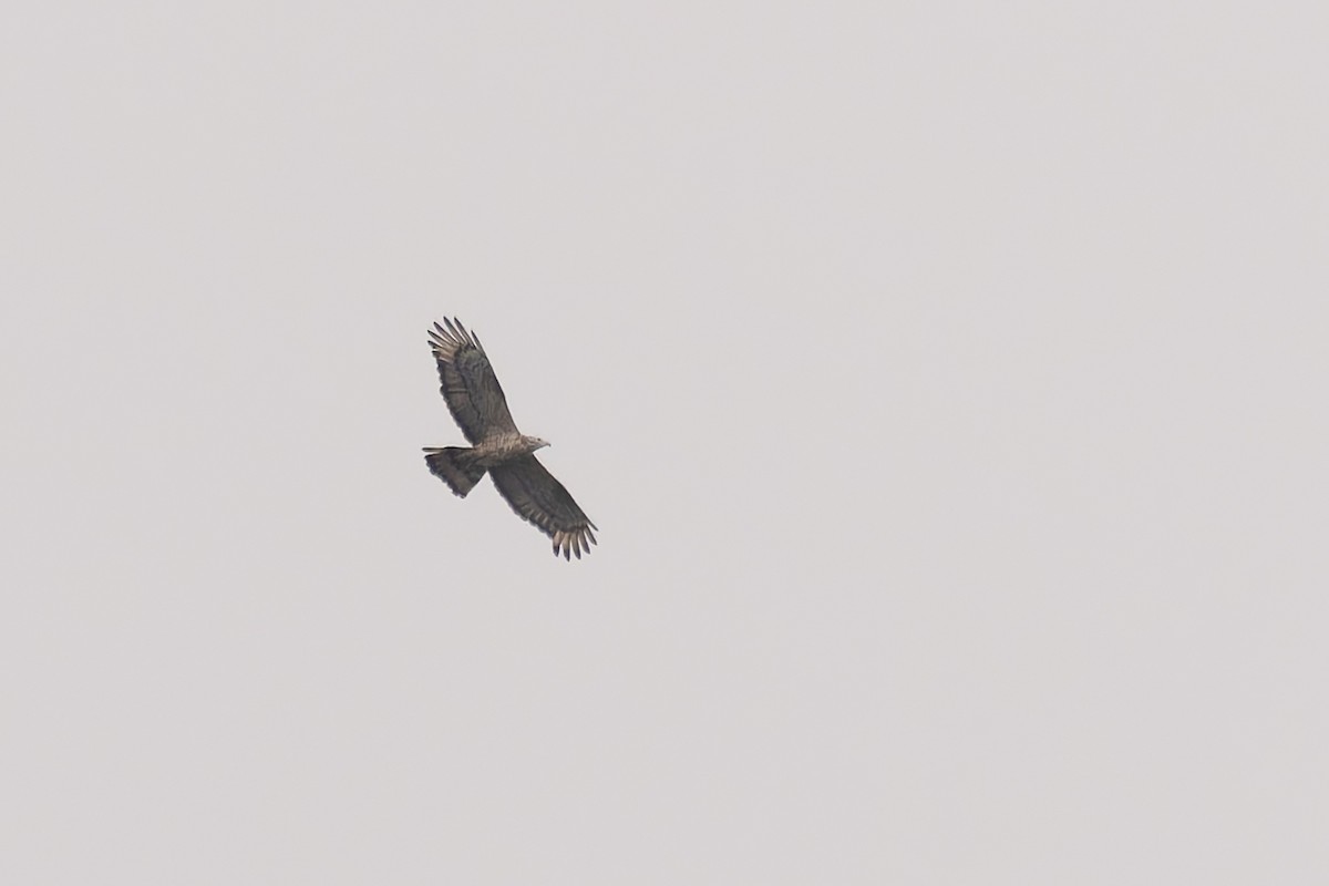 Oriental Honey-buzzard - ML620248371