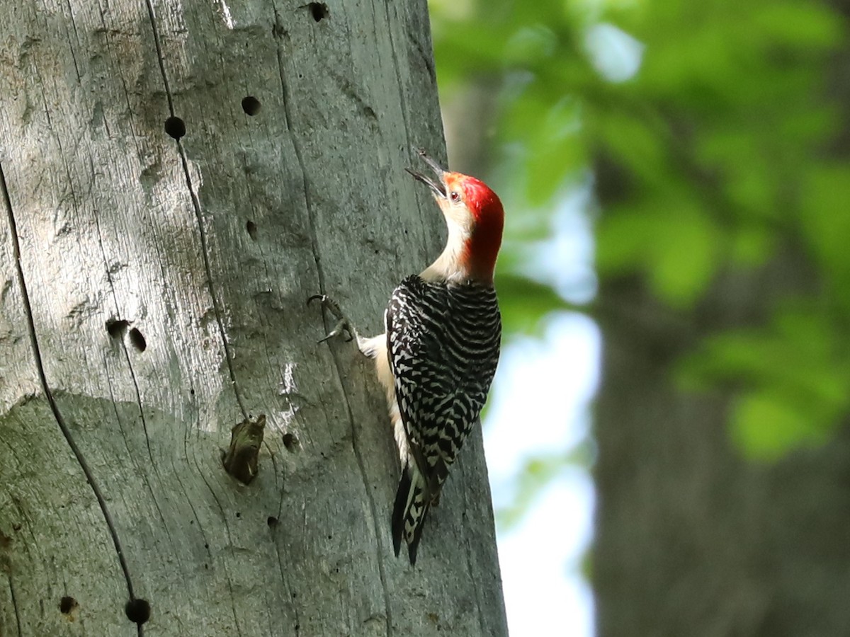 Red-bellied Woodpecker - ML620248375