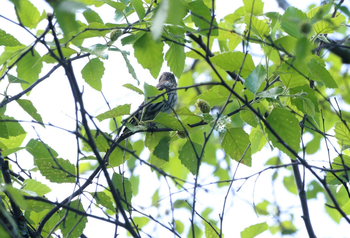 Red-winged Blackbird - ML620248387